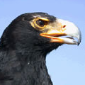 Image of eagle