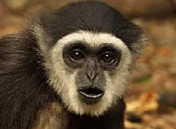 Image of monkey